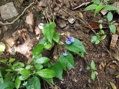 Jacquemontia pentanthos