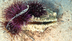 Pinna nobilis