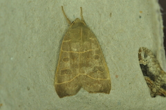 Ipimorpha pleonectusa