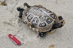 Malaclemys terrapin terrapin