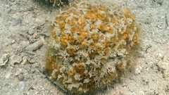 Cladocora caespitosa