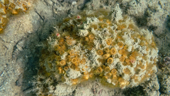 Cladocora caespitosa