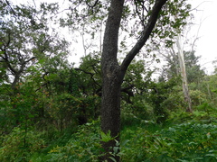 Quercus rugosa