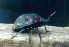 Pachycoris torridus