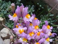 Linaria alpina
