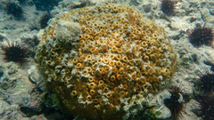 Cladocora caespitosa