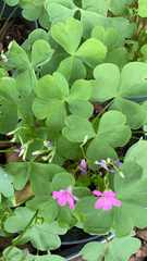 Oxalis articulata
