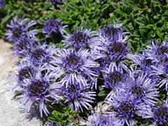 Globularia repens
