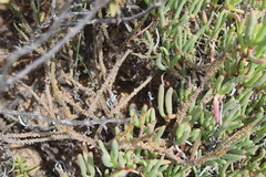 Crassula muscosa