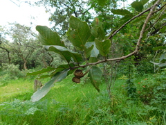 Quercus rugosa