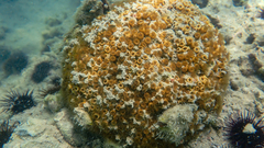 Cladocora caespitosa