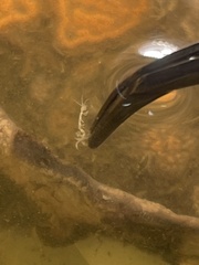 Caprella penantis