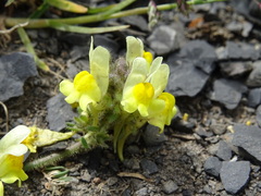 Linaria supina