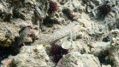 Gobius bucchichi