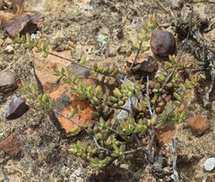 Crassula subaphylla