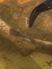 Caprella penantis