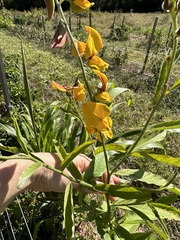 Crotalaria spectabilis