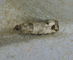 Notocelia culminana