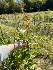 Crotalaria spectabilis