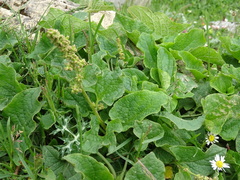 Blitum bonus-henricus