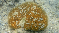 Cladocora caespitosa