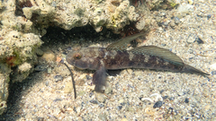 Gobius niger