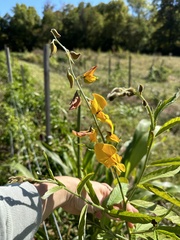 Crotalaria spectabilis