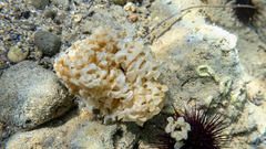 Muricidae