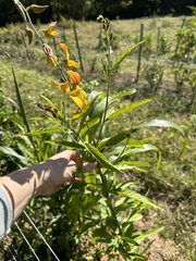 Crotalaria spectabilis