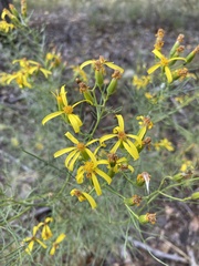 Senecio spartioides