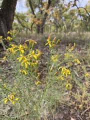 Senecio spartioides