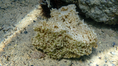 Muricidae