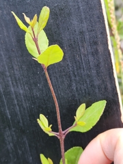 Forestiera reticulata