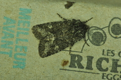 Lacinipolia olivacea