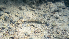 Gobius niger