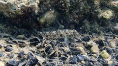 Gobius niger