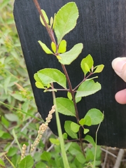 Forestiera reticulata