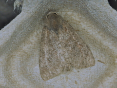 Parastichtis suspecta