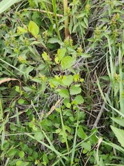 Forestiera reticulata