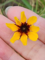 Thelesperma filifolium
