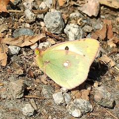 Colias erate