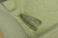 Parapoynx maculalis