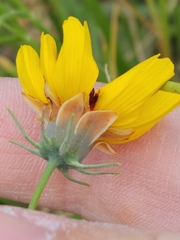 Thelesperma filifolium
