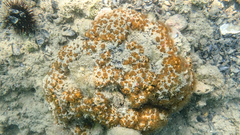 Cladocora caespitosa