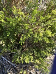 Ericameria laricifolia