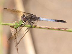 Orthetrum caledonicum