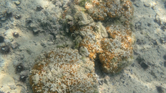 Cladocora caespitosa