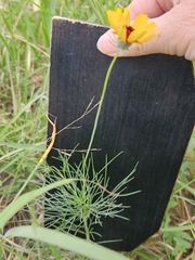Thelesperma filifolium