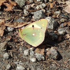Colias erate