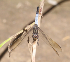Orthetrum caledonicum